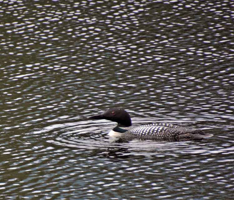 loon